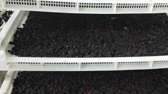 广西梧州嘉盛-----整体除湿烘干系统在果品桑葚烘干中的应用